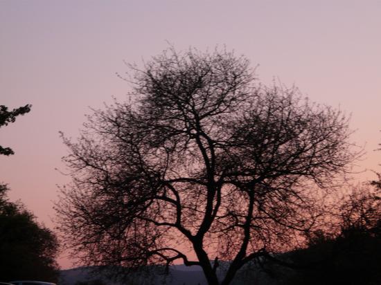 un arbre rose?